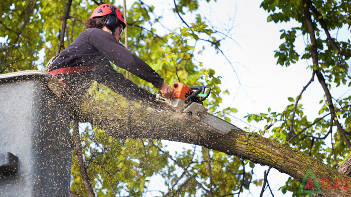 Tree Removal Services