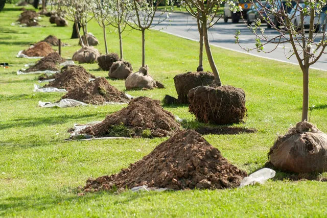Tree Planting Services